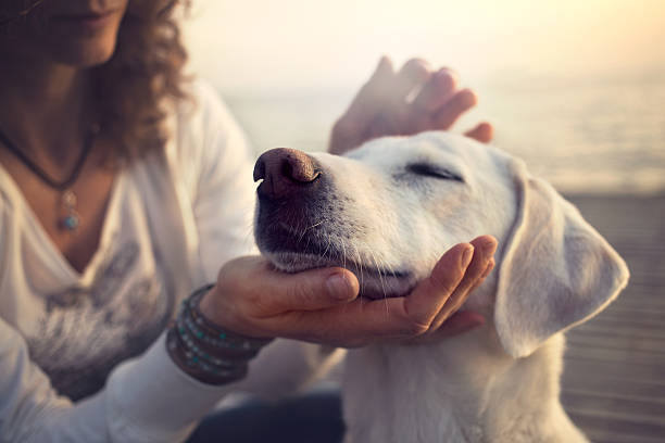 owner caressing gently her dog stock photo