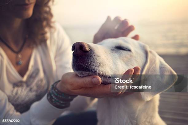Owner Caressing Gently Her Dog Stock Photo - Download Image Now - Dog, Petting, Pets