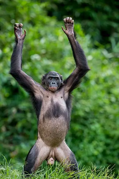 Photo of Chimpanzee Bonobo standing on her legs and hands up.