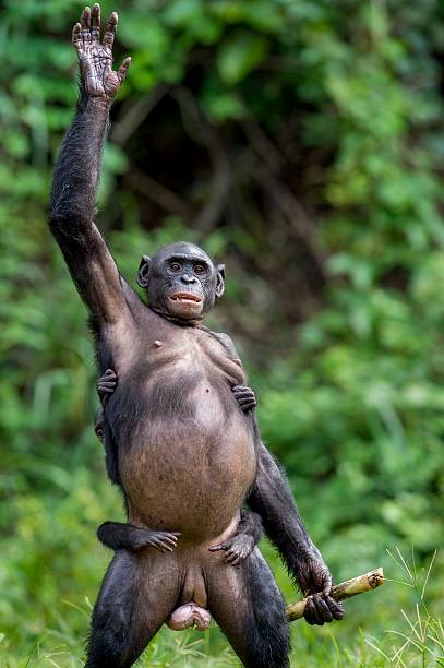 istock Chimpanzee Bonobo mother with child standing on her legs 532262570