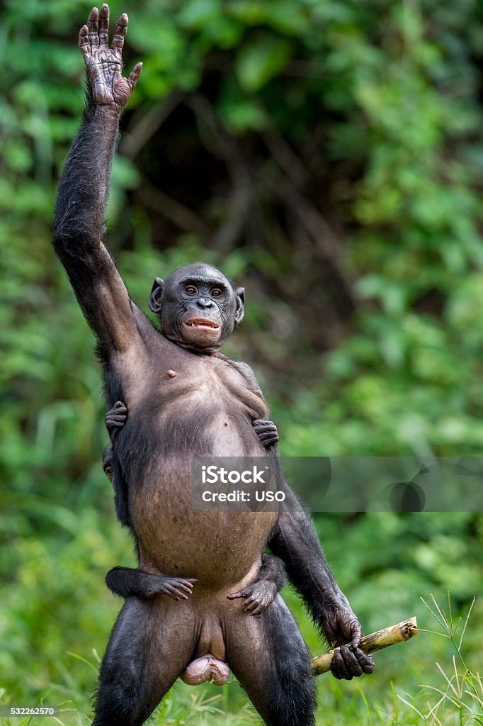 Chimpanzee Bonobo mother with child standing on her legs Chimpanzee Bonobo mother with child standing on her legs and hand up. at a short distance, close up. The Bonobo ( Pan paniscus), called the pygmy chimpanzee. Democratic Republic of Congo. Africa Standing Stock Photo