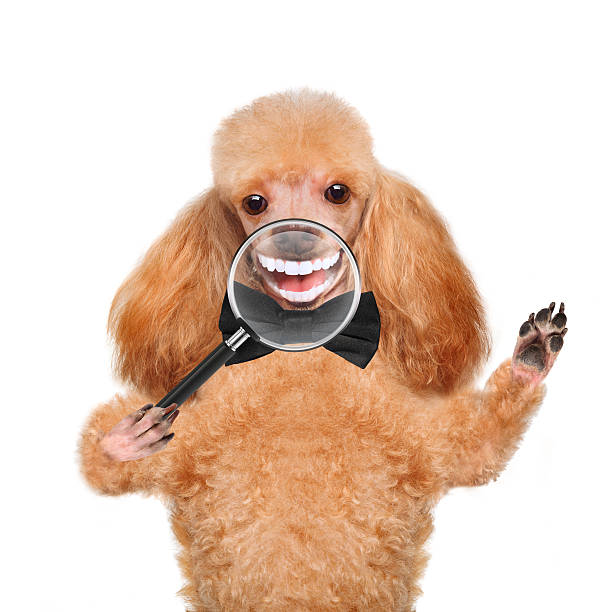 Dog With Magnifying Glass Smile Stock Photo - Download Image Now - Dog, Human  Teeth, Smiling - iStock