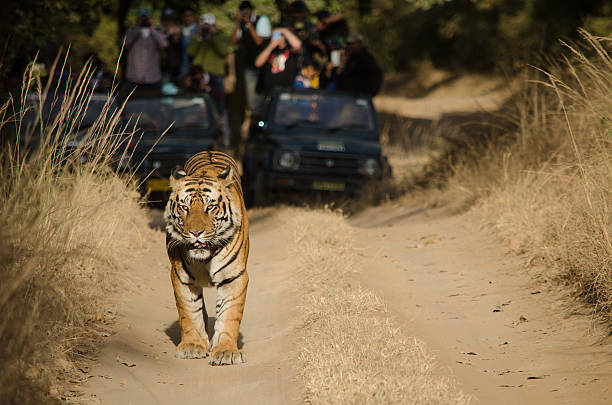 istock Male Bengal Tiger 532262600