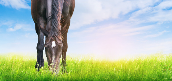 horse is grazed on sunny meadow , banner for website