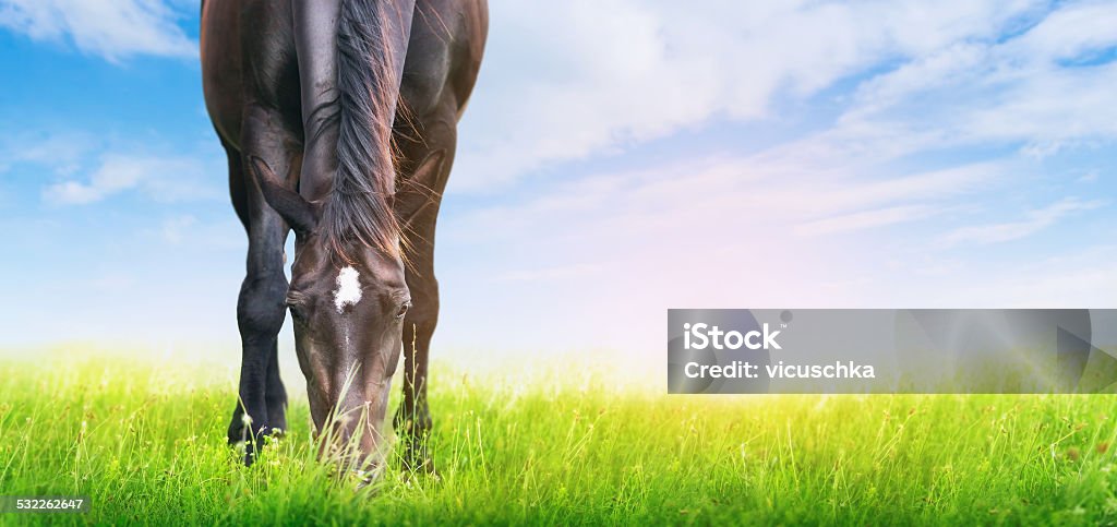 horse is grazed on sunny meadow , banner for website Horse Stock Photo