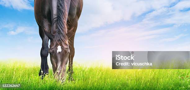 Horse Is Grazed On Sunny Meadow Banner For Website Stock Photo - Download Image Now