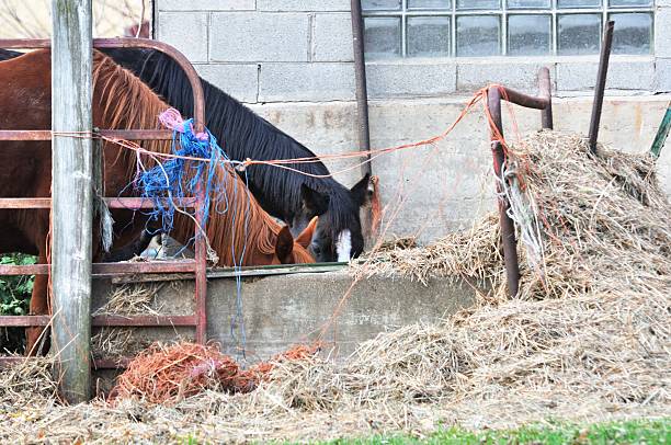 istock Horses Eating Hay 532262699