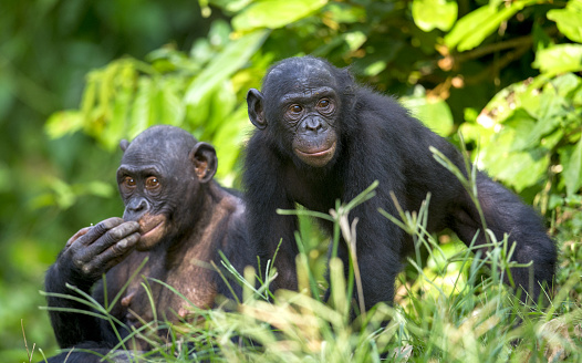 Bonobos in natural habitat. Green natural background.  The Bonobo ( Pan paniscus), earlier being called  the pygmy chimpanzee. Democratic Republic of Congo. Africa