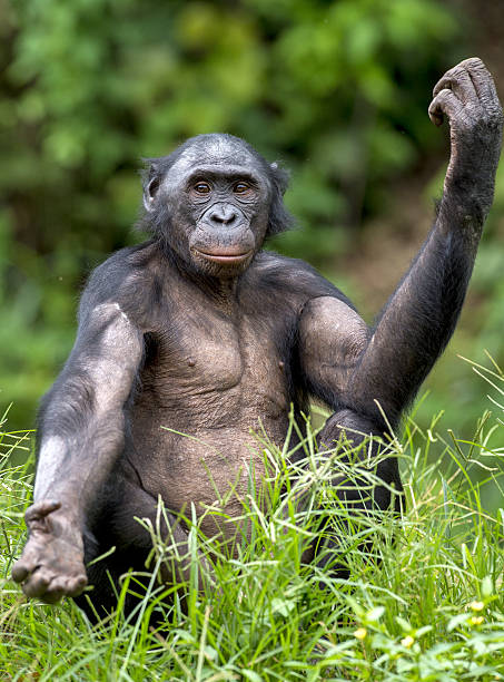 istock Chimpanzee Bonobo sits with the raised hand 532262966