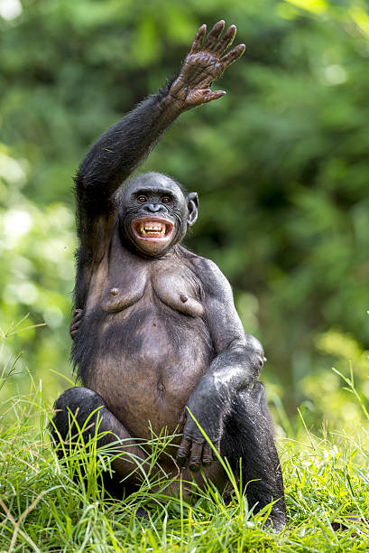 istock Female Bonobo with smile sits with the raised hand 532263034
