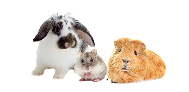 istock rabbit and the hamster and guinea pig looks 532263372
