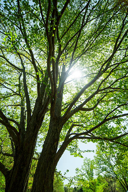 istock forest trees. nature green wood, sunlight backgrounds. 532263630