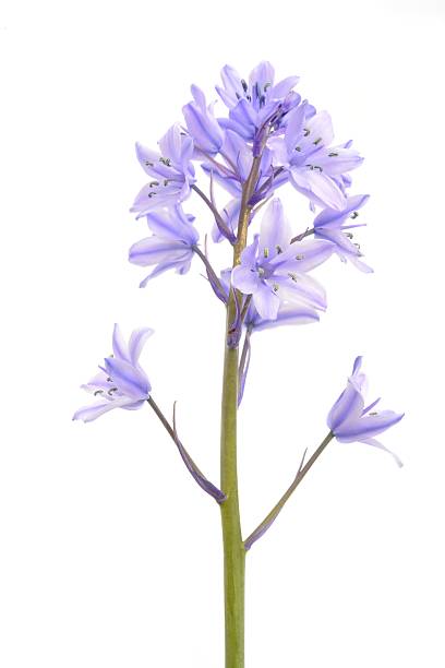 istock Spanish Bluebell, Hyacinthoides hispanica 532264198