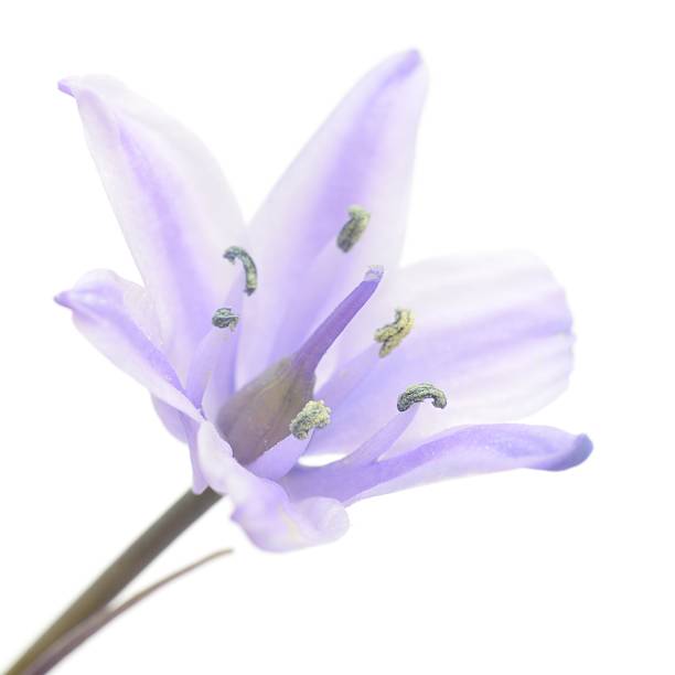 istock Spanish Bluebell, Hyacinthoides hispanica flowerhead 532264254