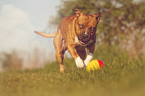 istock playful, angry, furious and fast American pit bull terrier 532265252