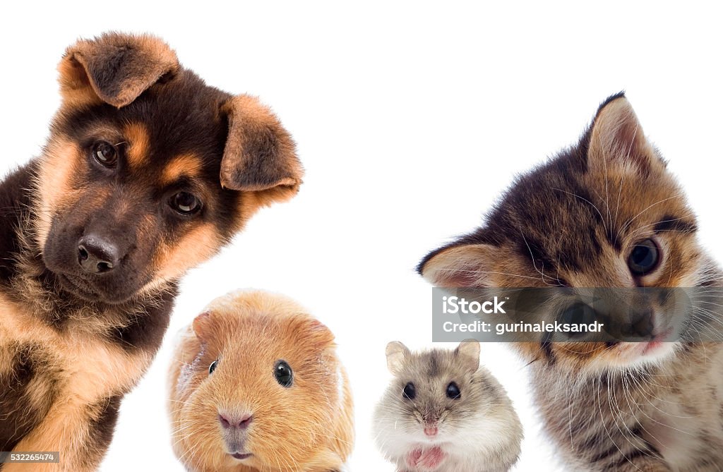 Welpen und Kätzchen und guinea pig - Lizenzfrei Hausmeerschweinchen Stock-Foto