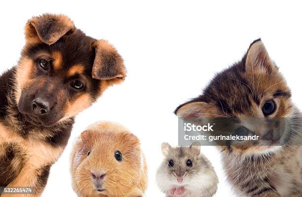 Welpen Und Kätzchen Und Guinea Pig Stockfoto und mehr Bilder von Hausmeerschweinchen - Hausmeerschweinchen, Hamster, Hauskatze