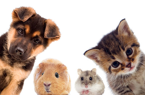 istock Puppy and kitten and guinea pig 532265474
