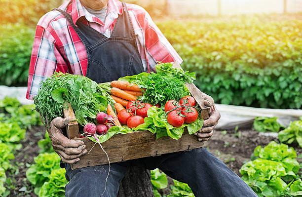 istock Hands holding a grate full of fresh vegetables 532265650