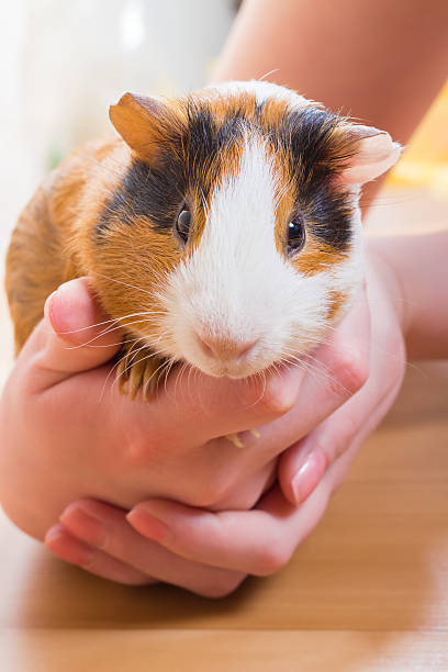 istock Guinea pig in the hands of man 532265792