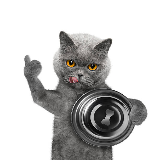 istock Cat finished eating and was very tasty 532266156