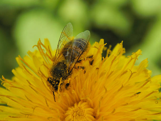istock bee collects nectar on the flowers 532266536