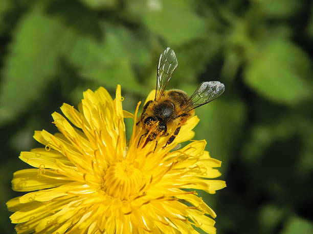 istock bee collects nectar on the flowers 532266556