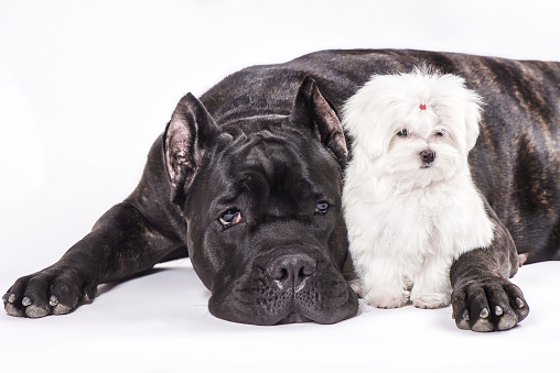 Italian cane-corso dog and the puppy of Maltese lie next to each other  on the white background