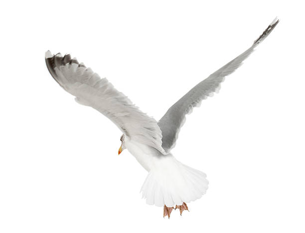 istock European Herring Gull, Larus argentatus, 4 years old, flying 532267370