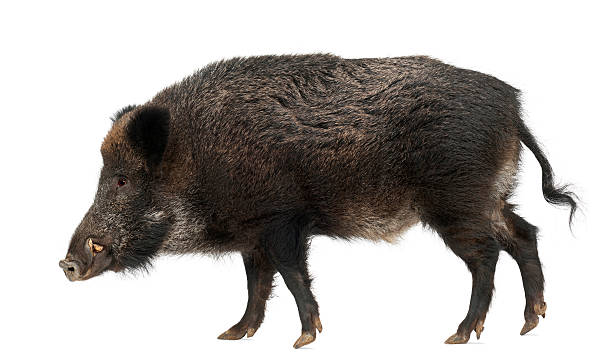 istock Wild boar, also wild pig, Sus scrofa, 15 years old, 532267472