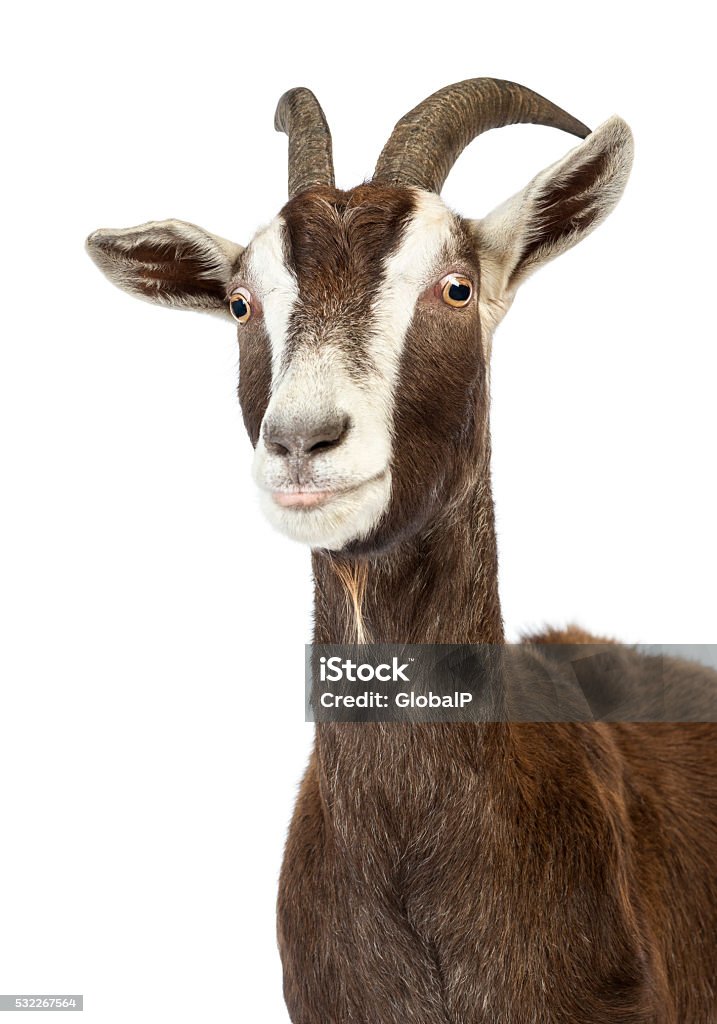 Close-up of a Toggenburg goat against white background Goat Stock Photo