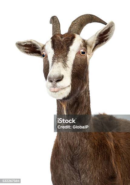 Closeup Of A Toggenburg Goat Against White Background Stock Photo - Download Image Now