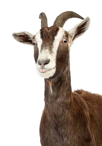 Close-up of a Toggenburg goat against white background