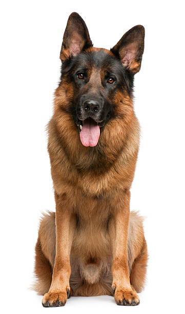 istock German Shepherd Dog, 3 years old, sitting 532268352