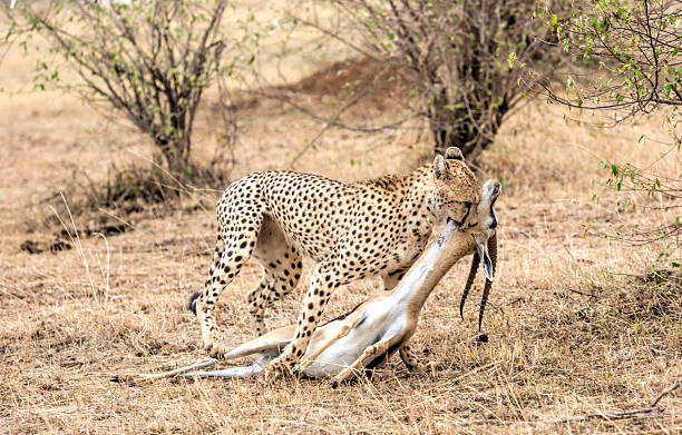 cheeta z thompson gazela zgaś. masai mara, kenia, rpa. - thomsons gazelle zdjęcia i obrazy z banku zdjęć