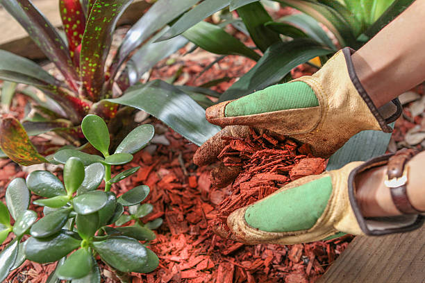 garden maintenence with mulch red timber woodchip Garden maintenence in Spring. Person in Gardening gloves covering the garden with red cear woodchip mulch. erosion control stock pictures, royalty-free photos & images