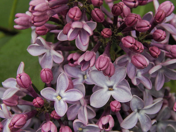 istock Beautiful lilac closeup 532268808