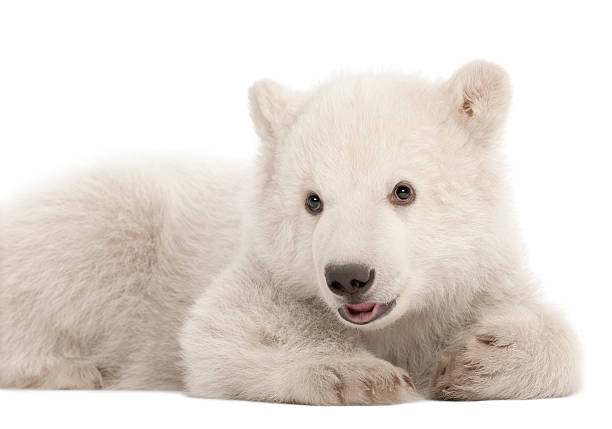 niedźwiedź polarny młode, ursus maritimus, 3 miesiące, leżeć - polar bear young animal cub isolated zdjęcia i obrazy z banku zdjęć