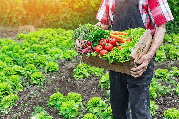 istock Old man holding a grate full of raw vegetables 532269882