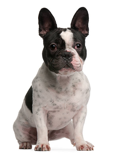 istock French bulldog, 1 year old, sitting 532270814