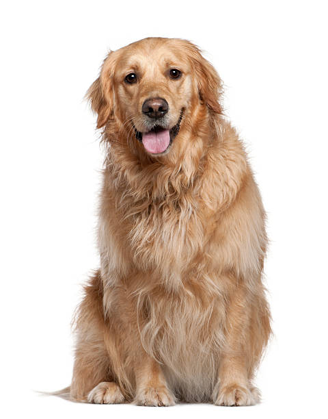 istock Labrador Retriever, 2 and a half years old, sitting 532271504