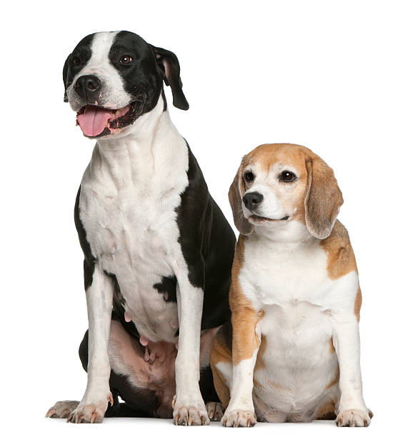 istock Argentine dogo and a beagle, sitting 532271888
