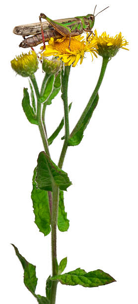 istock Cricket on a dandelion in front of white background 532272132