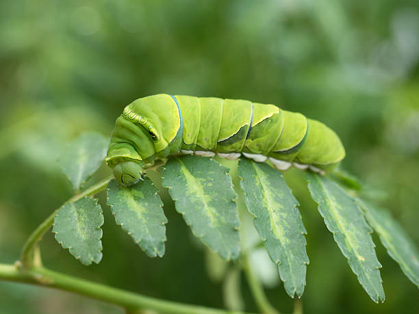 istock Larva of swallowtail 532272340