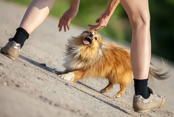 aggressive shetland sheepdog tried to bite in hands