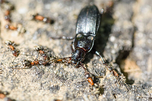 istock Colony Of Ants Dismember And Eating Beetle 532273730