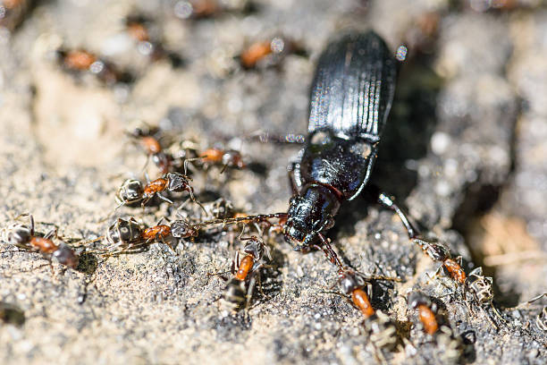 istock Colony Of Ants Dismember And Eating Beetle 532273814