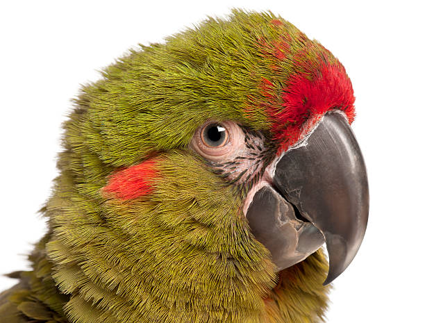 istock Close-up of Red-fronted Macaw, Ara rubrogenys, 6 months old, 532274460