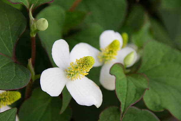 istock Houttuynia of flowers 532274716