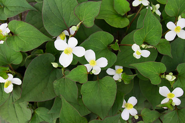 istock Houttuynia of flowers 532274814